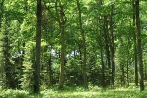 [CLUB DES SAVOIRS] YOGA DES BOIS